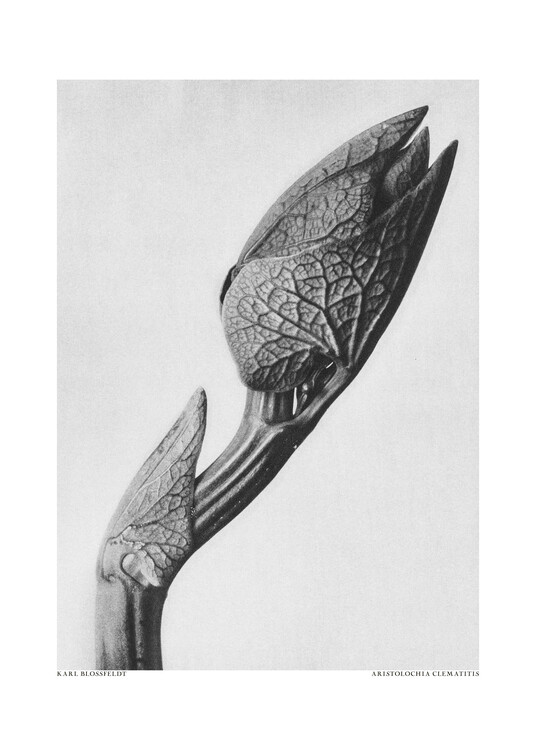 Levně Plakát, Obraz - Aristolochia clematitis, Studio Collection, 30 × 40 cm
