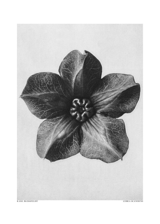 Levně Plakát, Obraz - Cobaea Scandens, Studio Collection, 30 × 40 cm
