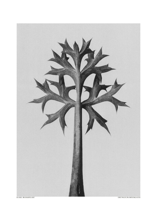 Levně Plakát, Obraz - Eryngium Bourgatii, Studio Collection, 30 × 40 cm