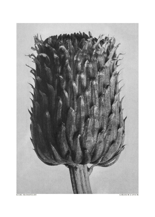 Levně Plakát, Obraz - Cirsium Canum (Thistle), Studio Collection, 30 × 40 cm
