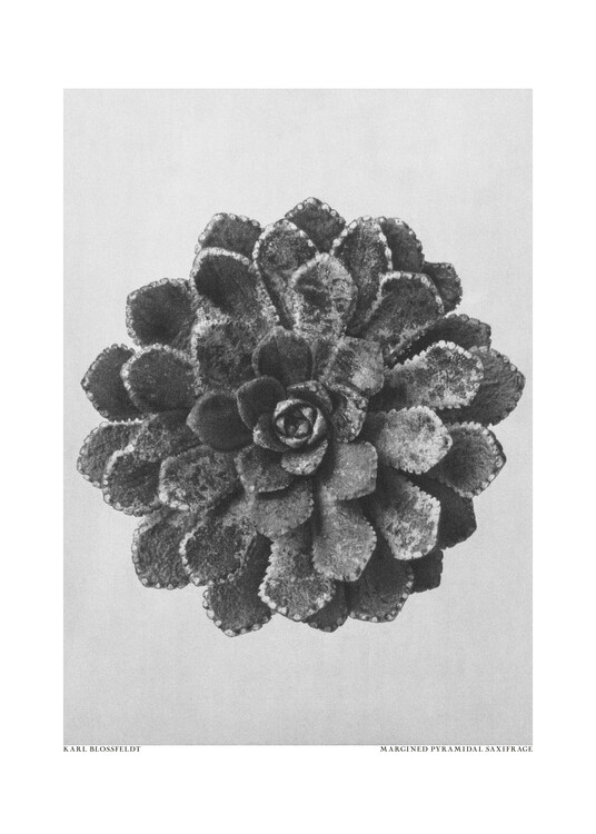 Levně Plakát, Obraz - Margined Pyramidal Saxifrage, Studio Collection, 30 × 40 cm