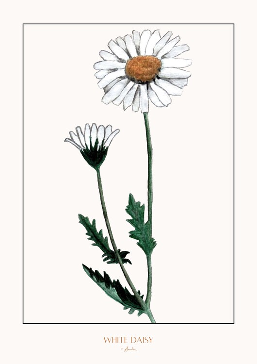 Levně Plakát, Obraz - White daisy, Annika John, 30 × 40 cm
