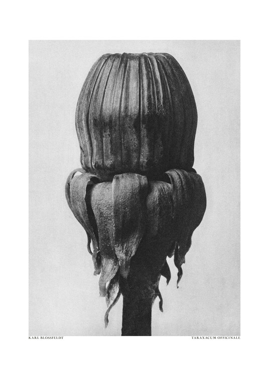 Canvas Print Taraxacum Officinale