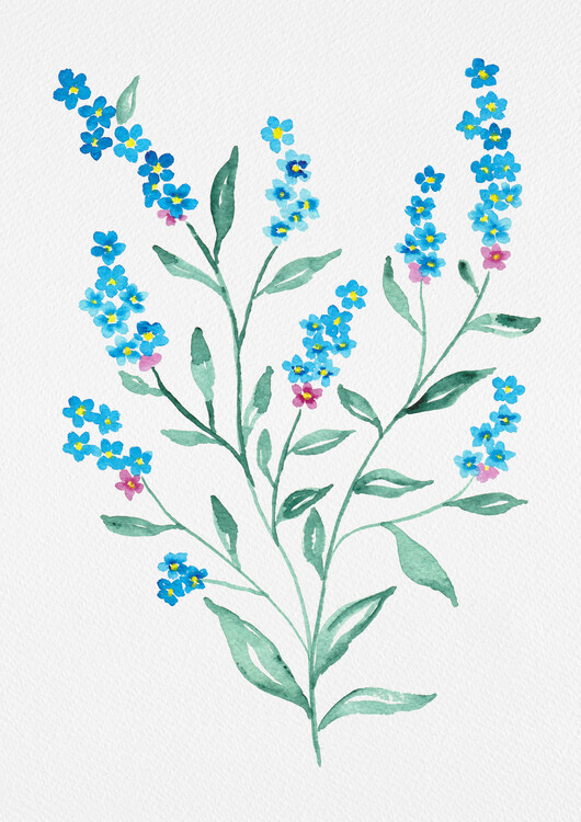 Canvas Print Wood forget-me-not or Myosotis sylvatica botanical painting