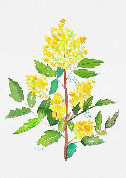 Poster Oregon grape or Mahonia aquifolium botanical painting
