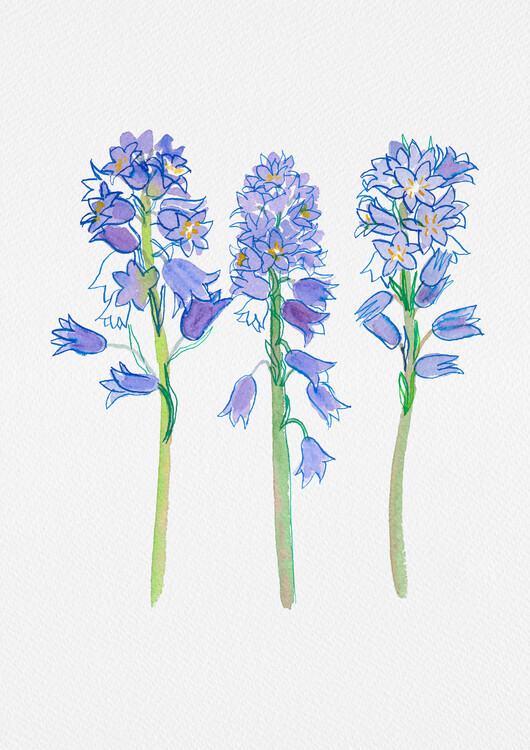 Canvas Print Spanish bluebell or Hyacinthoides hispanica botanical illustration