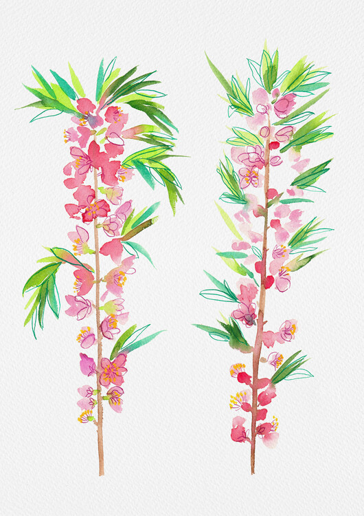 Poster Dwarf Russian almond or Prunus tenella botanical painting