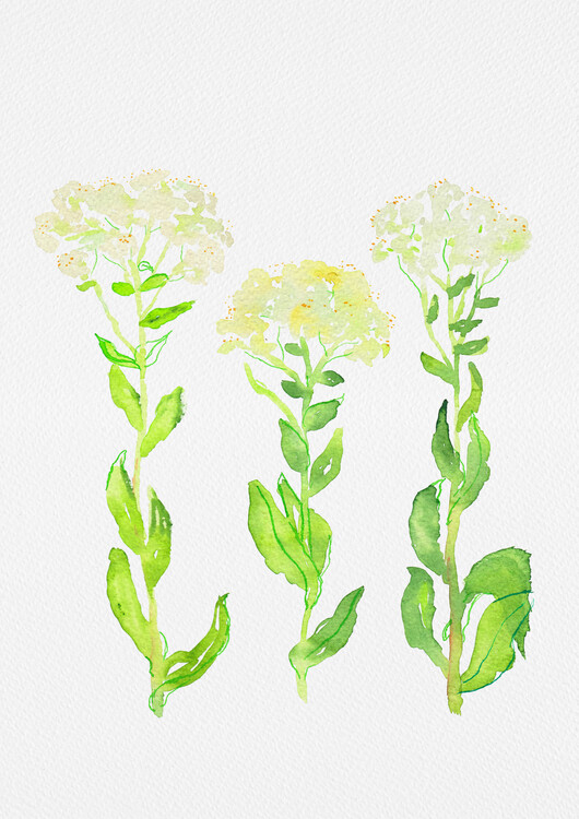 Canvas Print Hoary cress or Lepidium draba botanical painting