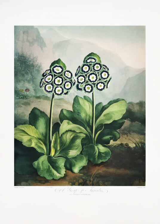 Levně Plakát, Obraz - A Group of Auriculas from The Temple of Flora 2 (1807), Studio Collection, 30 × 40 cm