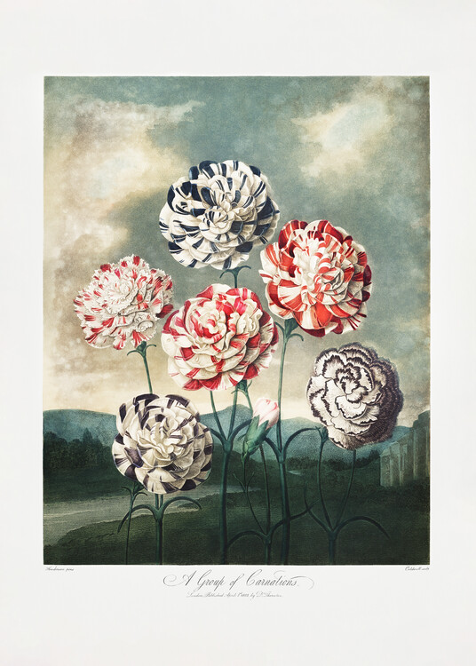 Canvas Print A Group of Carnations from The Temple of Flora (1807)