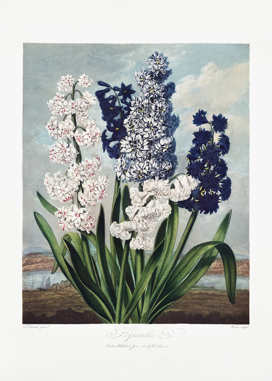 Levně Plakát, Obraz - Hyacinths from The Temple of Flora (1807), Studio Collection, 30 × 40 cm