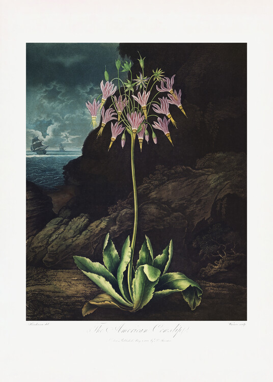 Poster The American Cowslip from The Temple of Flora (1807)