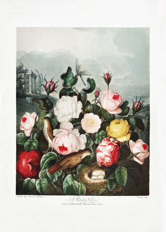 Levně Plakát, Obraz - Roses from The Temple of Flora (1807), Studio Collection, 30 × 40 cm