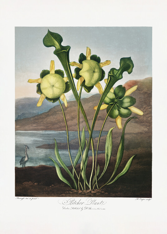Levně Plakát, Obraz - Pitcher Plant from The Temple of Flora (1807), Studio Collection, 30 × 40 cm