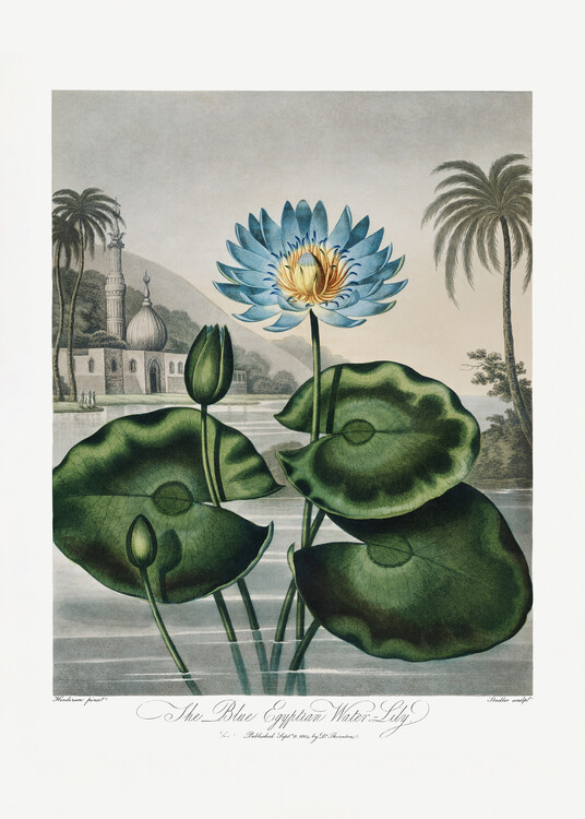 Poster The Blue Egyptian Water-Lily from The Temple of Flora (1807)