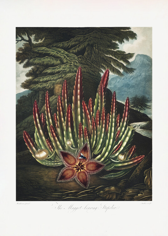 Poster The MaggotaBearing Stapelia from The Temple of Flora (1807)