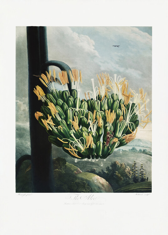 Levně Plakát, Obraz - The Aloe from The Temple of Flora (1807), Studio Collection, 30 × 40 cm