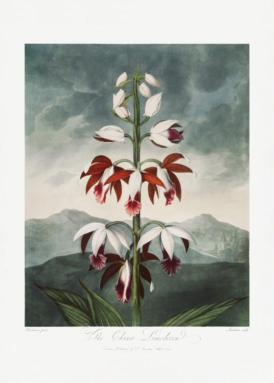 Poster The Chinese Limodoron from The Temple of Flora (1807)