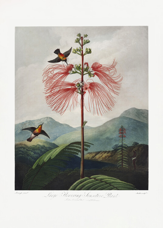 Levně Plakát, Obraz - LargeaFlowering Sensitive Plant from The Temple of Flora (1807), Studio Collection, 30 × 40 cm