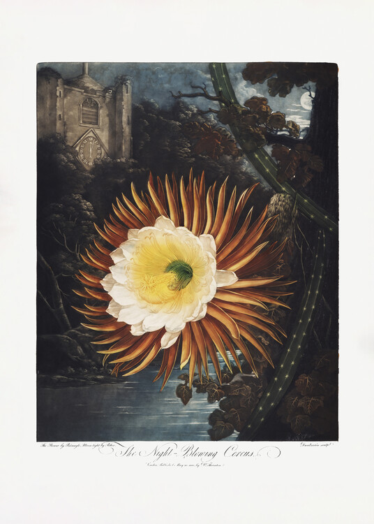 Poster The NightaBlowing Cereus from The Temple of Flora (1807)