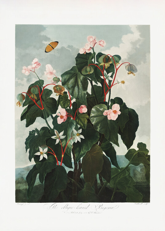 Poster The ObliqueaLeaved Begonia from The Temple of Flora (1807)