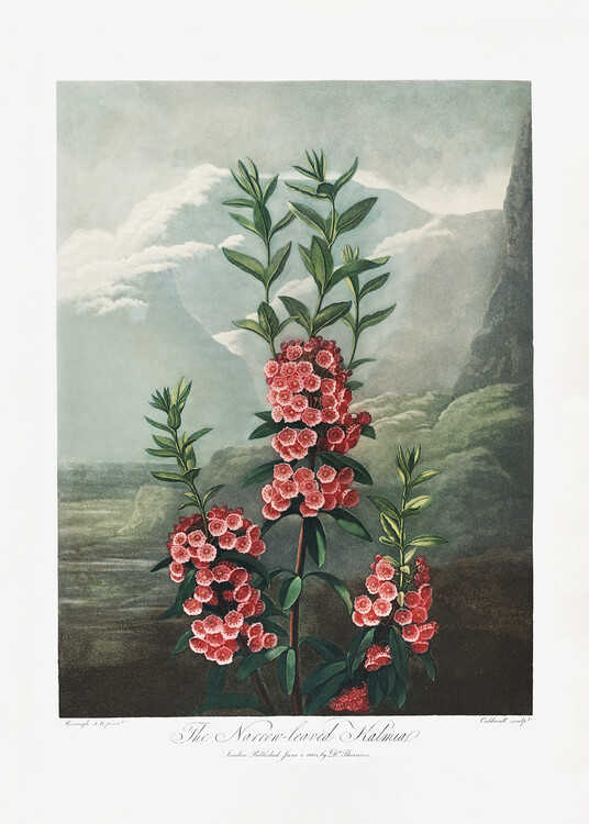Poster The NarrowaLeaved Kalmia from The Temple of Flora (1807)