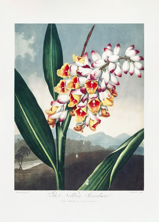 Poster The Nodding Renealmia from The Temple of Flora (1807)