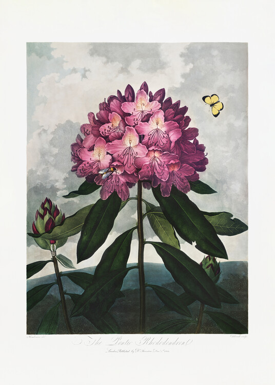 Poster The Pontic Rhododendron from The Temple of Flora (1807)