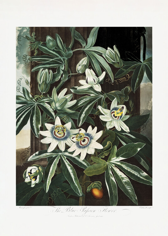 Poster The Passiflora Cerulea from The Temple of Flora (1807)