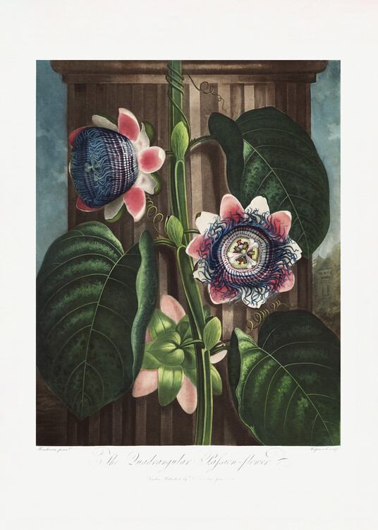 Poster The Quadrangular Passion Flower from The Temple of Flora (1807)