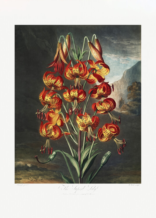 Poster The Superb Lily from The Temple of Flora (1807)