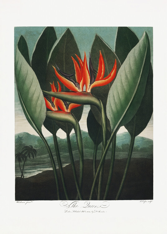 Poster The QueenaPlant from The Temple of Flora (1807)