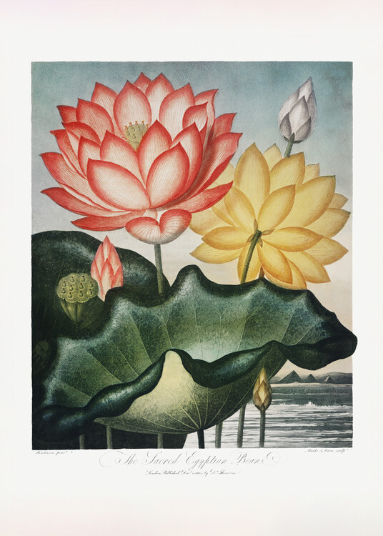 Poster The Sacred Egyptian Bean from The Temple of Flora (1807)