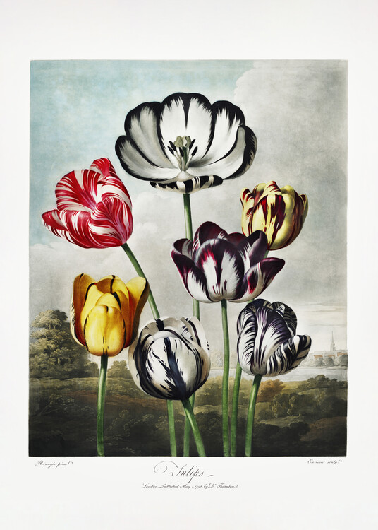 Poster Tulips from The Temple of Flora (1807)
