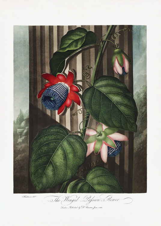 Poster The Winged Passion-Flower from The Temple of Flora (1807)
