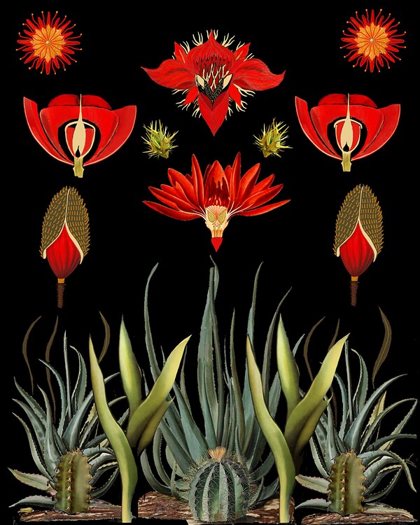 Poster Cactus and Succulent Invention