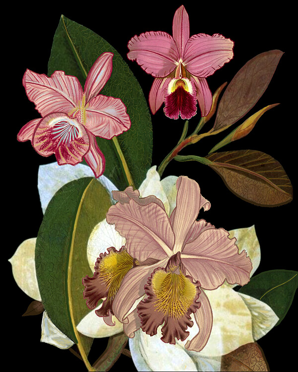 Quadro em tela Orchids for Phyllis Botanical