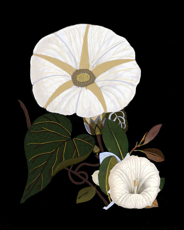 Poster Moody Morning Glories