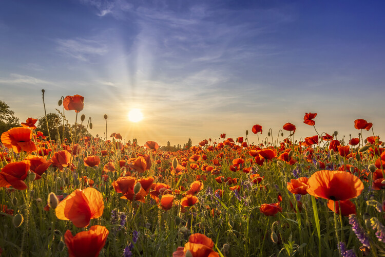 Plagát Poppies in the evening