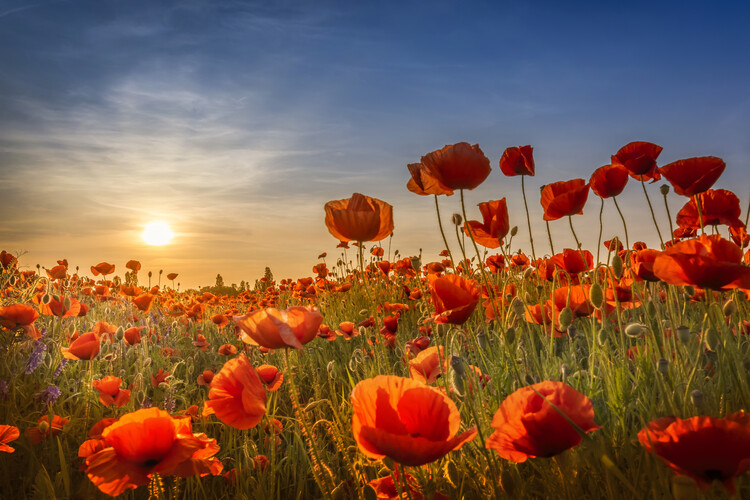 Plakát Poppies in the sunset