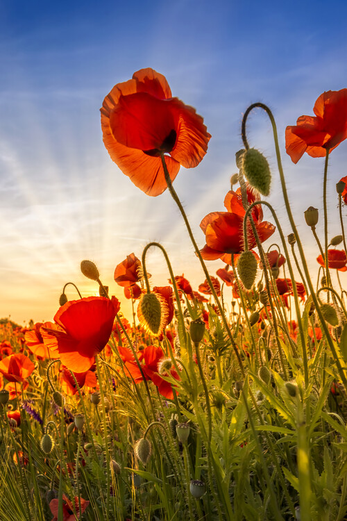 Poster Fascinating poppies