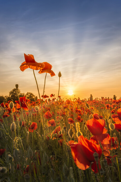 Poster Poppies in sunset
