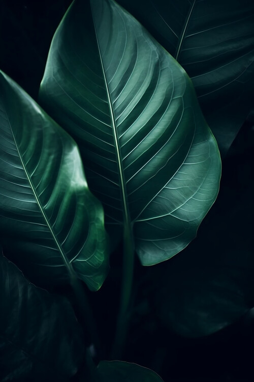 Poster Dark green tropic leaves