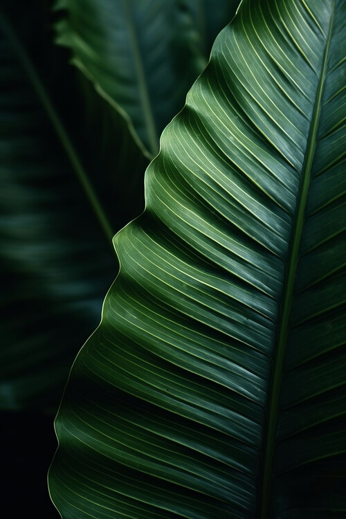 Poster Tropic leaves