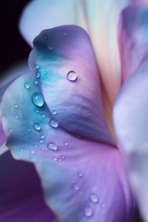 Plakát Purple flower petals