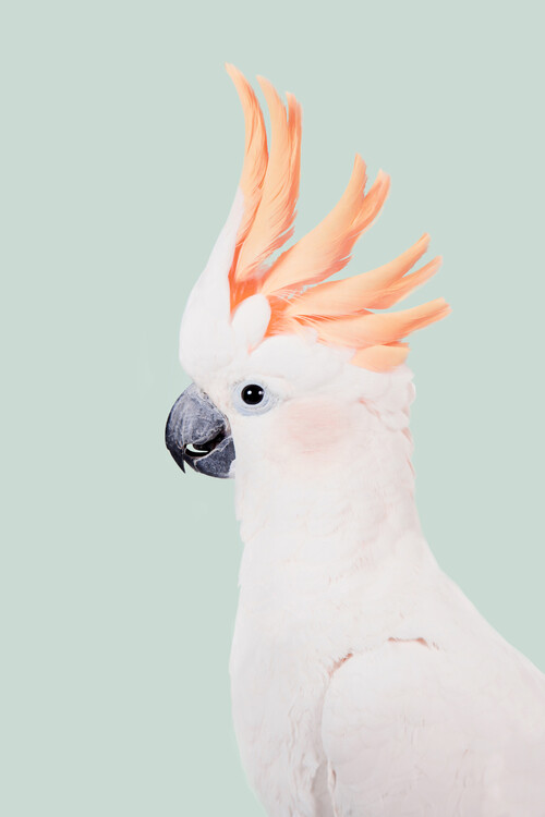 Poster Cockatoo On Mint
