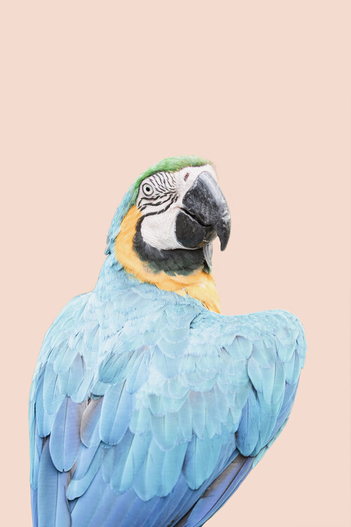 Poster Blue Ara Parrot