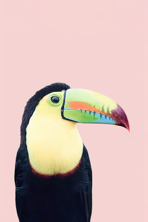 Poster Toucan