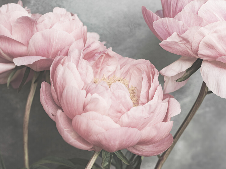 Poster Peonies Close