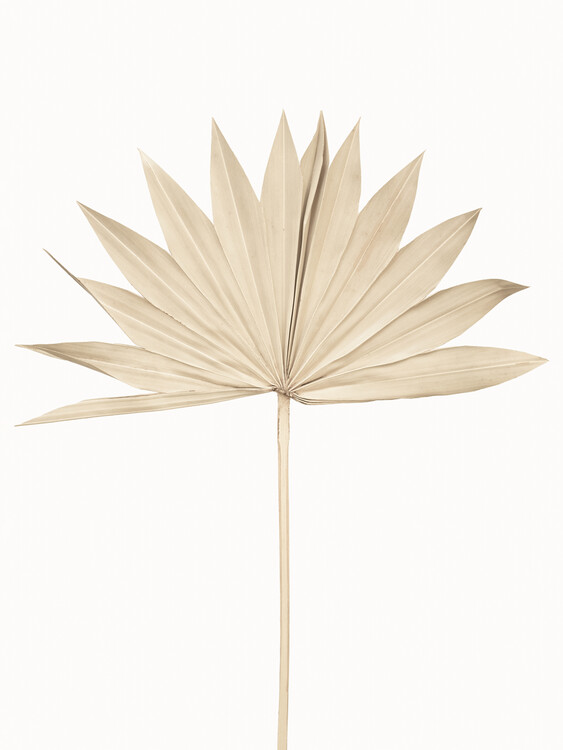 Poster Fan Leaf